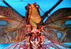 CollectionObject 1500601; eca864f1-ada4-4f96-b300-61a4c59c7ac5, DORSA BTtetfenHTM: male head and pronotum, dorsal view (holotype). (CollectionObject).