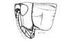 Punacris peruviana (Saussure, 1888): Fig. 123. female head and pronotum, lateral view. (Otu).