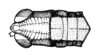 Maculiparia obtusa solimoensis Carbonell, 2002: Fig. 50B. male head and pronotum, dorsal view. (Otu).