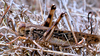 solitary brown individual (Madagascar, 2005). Depicts Locusta migratoria migratorioides (Reiche & Fairmaire, 1849), an Otu.