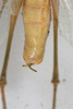 CollectionObject 2376978; bb371f53-4fb4-4895-8d57-75e746bdada8: male, dorsal view (syntype). (CollectionObject).