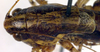 CollectionObject 1500536; e0f526d4-b81b-41aa-bb46-2856f57a12f8, DORSA BTrhainsHTM: male, dorsal view (holotype). (CollectionObject).