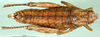 CollectionObject 1502758; 05943b25-1131-4ff9-825c-ead948972a9d: female, dorsal view (paratype). (CollectionObject).