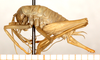 CollectionObject 1499615; d2ea8ed7-5abf-4ced-9c2f-029c2350ff22: female, lateral view (allotype). (CollectionObject).