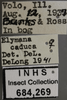 Other: !! display not done !! on Elymana inornata (Van Duzee, 1892): Labels. Labels for the specimen used for the dorsal, lateral and face images. (Observation).