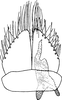 Subgenital plate: !! display not done !! on Maiestas latifrons (Matsumura, 1902): Subgenital plate. (Observation).
