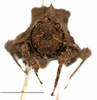 CollectionObject 1567874; 9bf6f13e-a7b6-4cc9-9b75-c3fc01fecccc: female, frontal view (no type). (CollectionObject).