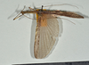 CollectionObject 1561269; 88ea192f-2d65-415d-bf30-3d6495bb4678: copyright USNM, Washington. male (paratype). (CollectionObject).
