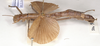 CollectionObject 1560633; 47ab67f1-c9b8-4d8c-8e73-0a496cda0eea: copyright UMO. female, of synonym Aschipasma catadromus, lateral view (paralectotype). (CollectionObject).