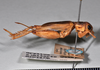 copyright Natural History Museum, London. female, lateral view (syntype of Gryllus similaris). Depicts CollectionObject 1520794; 3f4b27ee-c741-4910-a655-36b05ed2b11f, a CollectionObject.