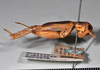 CollectionObject 1520794; 3f4b27ee-c741-4910-a655-36b05ed2b11f: copyright Natural History Museum, London. female, lateral view (syntype of Gryllus similaris). (CollectionObject).