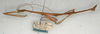 CollectionObject 1559505; NMW 570, d9ead7cb-381b-4050-b20c-157101544add: copyright NMW, Vienna. male of synonym Prisomera rubrifemur, lateral view (holotype). (CollectionObject).
