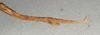 CollectionObject 1557881; 9cf47a0f-d521-4726-b045-ce535961aa9d: copyright NHMW, Vienna. female: end of abdomen, lateral view of synonym Clitarchus longipes (paralectotype). (CollectionObject).;CollectionObject 1557882; 35e7f03e-41e2-48a2-aa26-8ce654fd793e: copyright NHMW, Vienna. female: end of abdomen, lateral view of synonym Clitarchus longipes (paralectotype). (CollectionObject).