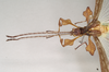 CollectionObject 1563454; 0830d837-4039-465a-a532-c44ed5893def, NHMUK(SF IMPORT DUPLICATE) 845228: copyright Natural History Museum, London. male: head and thorax, dorsal view (holotype). (CollectionObject).