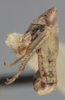 Habitus, lateral view on Athysanella (Amphipyga) nigrofascia (DeLong & Davidson, 1934): Lateral. (Observation).