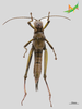 CollectionObject 2286235; 3841cf90-e5ec-42be-9085-bb6df264aeaa, Unioeste Cascavel K-0482: Male, ventral view. (CollectionObject).