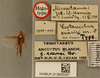CollectionObject 1518395; 6376d0ab-ff73-4fd6-b516-61306aff5c46: male, dorsal view, labels (holotype). (CollectionObject).