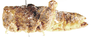 Crypsicerus glaber (Miller, 1932): female, lateral view. (Otu).