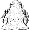 Subgenital plate: Subgenital plate. (Observation).