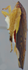 Habitus, lateral view on Pseudocostanana flavina (DeLong & Freytag, 1972): Male specimen [DZUP]: habitus, lateral view. (Observation).