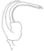 Aedeagus, lateral view on Cumora (Cumora) paraguayensis (Linnavuori, 1955): Aedeagus, lateral view. (Observation).