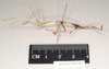 CollectionObject 1559029; NHMUK(SF IMPORT DUPLICATE) 845241, 63dfcb8c-4e19-47bc-8ab8-ca51a713b86e: copyright Natural History Museum, London. female juv., lateral view (syntype). (CollectionObject).