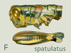 Philocleon spatulatus Roberts, 1947: head, pronotum and femur, lateral view. (Otu).
