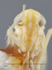 Head: !! display not done !! on Matsumurasca (Solanasca) solana (DeLong, 1931): Head/Face. (Observation).