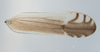 CollectionObject 2733255; ac9853c5-774a-4f7f-a9f7-2025cd42119f: (CollectionObject).