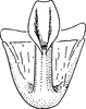 Aedeagus, ventral view: Aedeagus, ventral view (P. alienus). (Observation).