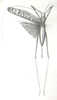 Acanthodiphrus conspersus Walker, 1871: female habitus (Tetanopus nitidus). (Otu).