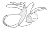 Tela chlorosoma Hebard, 1932: Fig. 76. phallic complex, lateral view. (Otu).