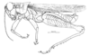 Dichroplus intermedius Ronderos, 1976: Fig. 1. male habitus. (Otu).