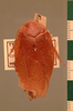 Pseudophoraspis nebulosa (Burmeister, 1838): Copyright UMO, Oxford. Type of synonym Epilampra conformis, dorsal view. (Otu).