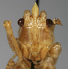 CollectionObject 1538064; 08c3f3ec-64fd-4f27-addd-1744c0067413: male face (holotype). (CollectionObject).