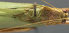 CollectionObject 1506508; 79009009-0d05-445d-bd55-9e1382000405: male pronotum, dorsal view (syntype of Plagiopleura arbustorum). (CollectionObject).