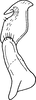 Stylus on Aphilaenus ikumae (Matsumura, 1915): Stylus, caudal view. (Observation).