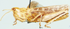 Paracharilaus curvicollis (Karny, 1910): female, lateral view. (Otu).