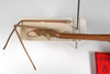 CollectionObject 1563538; cf8d029b-be5c-486f-ba58-bd4ca2cde48a: copyright ZMHB, Berlin. female: head & thorax, lateral view (syntype). (CollectionObject).