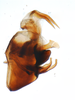 Pygofer, lateral view on Elachodelphax (Aschedelphax) pediforma (Beamer, 1947): (Observation).