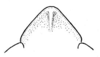 Chloealtis conspersa (Harris, 1841): Fig. 33. fastigium, dorsal view. (Otu).