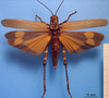 CollectionObject 1538348; e31fa9ed-be36-4333-a85a-79d9b9acdf70: female, dorsal view. (CollectionObject).