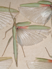 CollectionObject 1562294; 8e0c4761-6a15-42d6-85a9-9595c8d4c662: copyright MVMA, Melbourne. female (probable syntype). (CollectionObject).