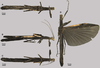 CollectionObject 1594977; d20fb8cb-ec5a-4a30-b3ef-043911fe2b43: copyright INPA. female (holotype). (CollectionObject).