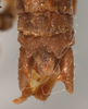 CollectionObject 1527100; 9b735199-1a54-499f-8922-f95ac121fe50: male cerci (holotype). (CollectionObject).