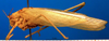 CollectionObject 1500692; 12d85404-c14f-42af-af21-1abbc16dbd53, DORSA BTducpunHTM: male, lateral view (holotype). (CollectionObject).