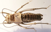 CollectionObject 1541627; 81cf80dd-0d24-48d7-8b85-941afccb8a0e: male, dorsal view (paratype of Deracanthina mistshenkoi). (CollectionObject).