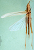 CollectionObject 1501503; 92e5c15f-41db-4f00-95e2-296a57decaff, DORSA BA000362S01: female, dorsal view (holotype of Platypterna obtusa). (CollectionObject).