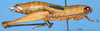CollectionObject 1577150; 12add713-c0dc-4ea7-8707-a2a08a2376de: female, lateral view (paratype). (CollectionObject).