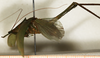 CollectionObject 1531473; 291a1cf9-8094-4906-835d-e1a6b85d0530: male, lateral view (syntype of Conocephalus nigropunctatus). (CollectionObject).